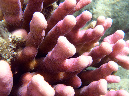 191-griffel-koralle-10-01-01-80