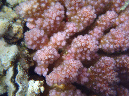 197-pfoetchen-koralle-10-08-01-80