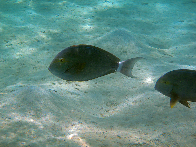 071-moenchs-doktorfisch-11-04-01-80