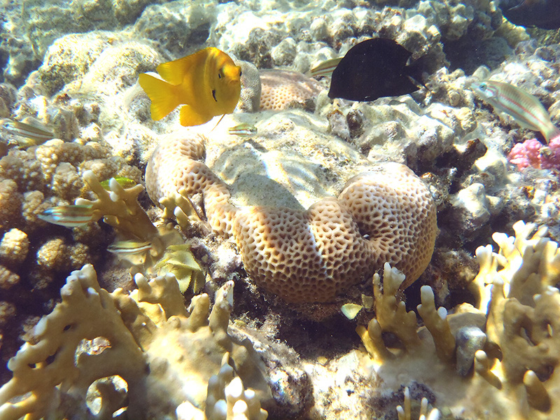 136-korallenriff-2010-02-01-80
