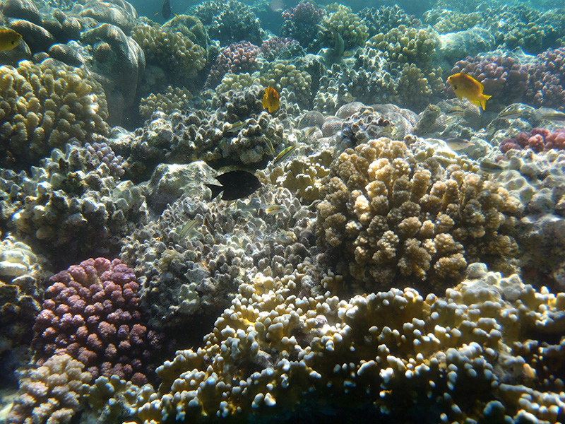 137-korallenriff-2010-12-01-80
