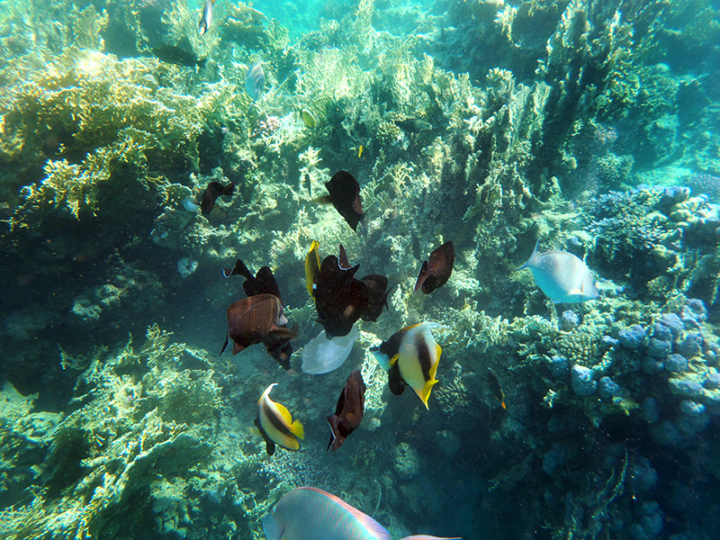 139-korallenriff-mehrere-fische-2011-06-01-80