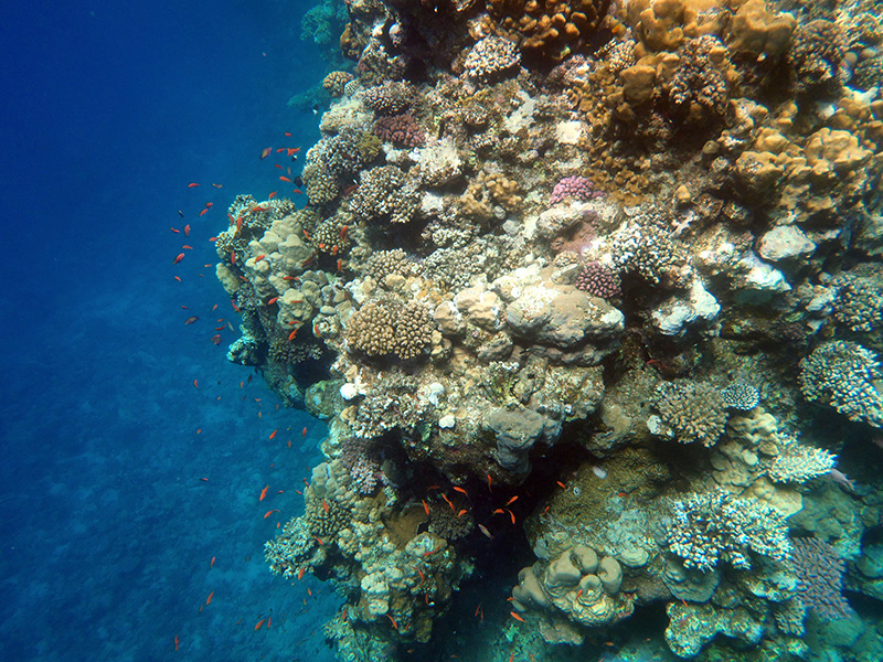140-korallenriff-2010-36-01-80