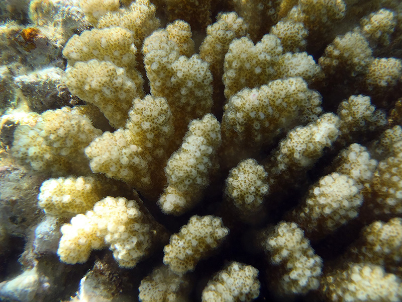 160-pfoetchen-koralle-11-09-01-80