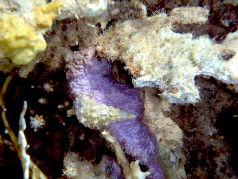 172-1-koralle-unbek-11-01-80