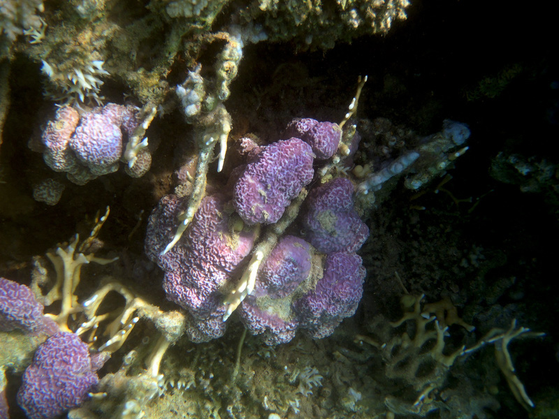 172-koralle-unbek-11-01-80