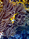 009-anemonenfisch-11-19-01-600