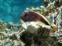 010-gestr-korallenwaechter-11-07-01-80