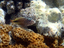 011-gestr-korallenwaechter-11-12-01-80