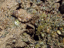 120-stachel-wellhornschnecke-11-02-01-80