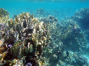 138-korallenriff-2010-44-01-80