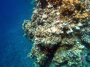 140-korallenriff-2010-36-01-80