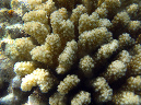 160-pfoetchen-koralle-11-09-01-80