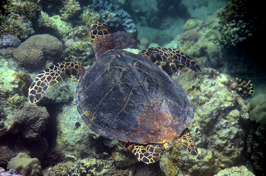 010-5-Echte-Karettschildkroete-2012-20-01-90