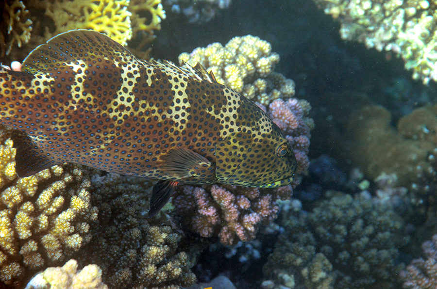 200-1-Forellen-Zackenbarsch-2012-03-01-90