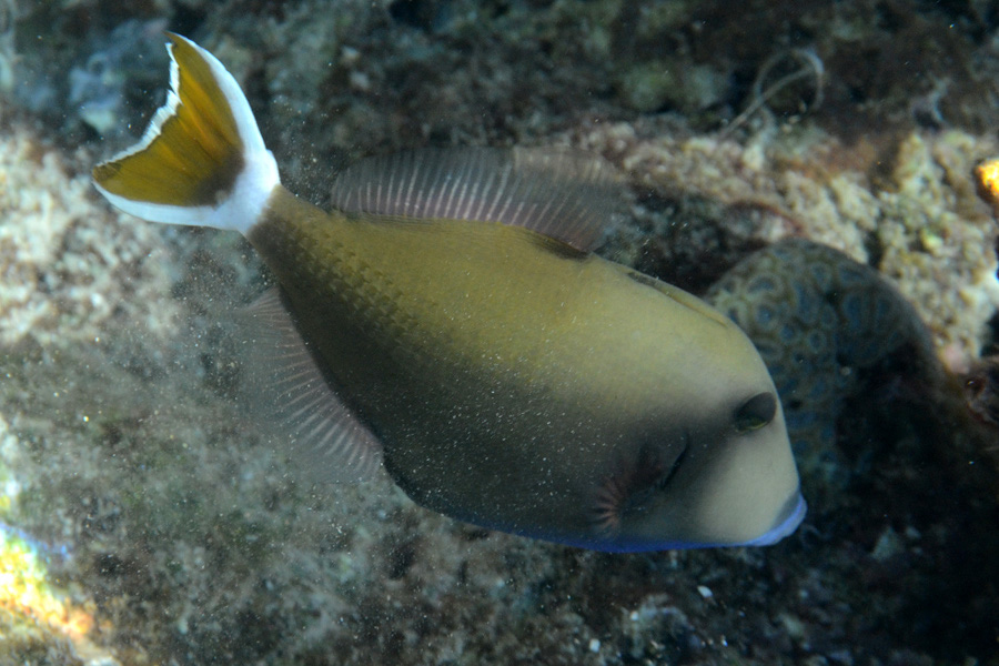 219-0-Rotmeer-Blaubrustdruecker-2012-01-01-90