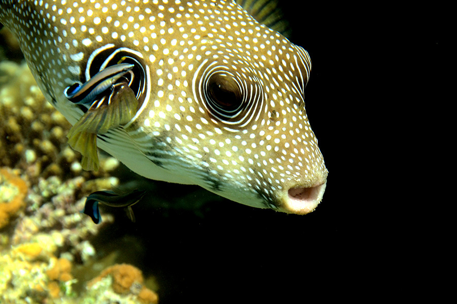 263-0-Weissflecken-Kugelfisch-2012-01-01-90