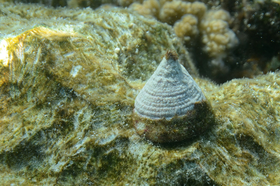 513-0-Gefleckte-Kreiselschnecke-2012-01-01-90