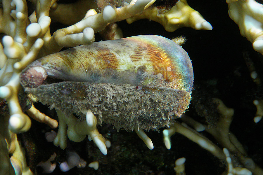 514-0-Streifen-Kegelschnecke-(Conus%20striatus)-10-01-01-90