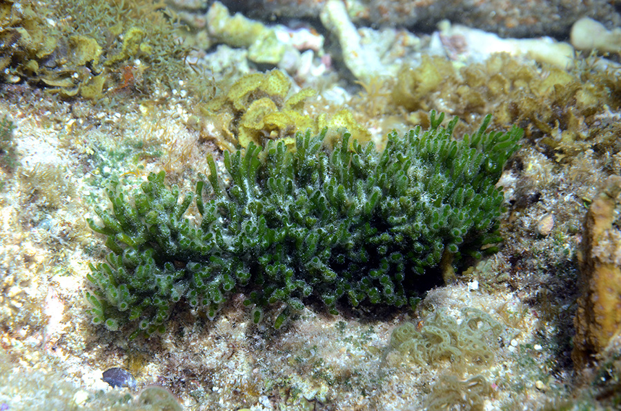 702-0-Schwammalge-(Codium%20sp.)-2012-02-01-90