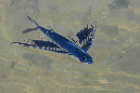 022-0-Fliegender-Fisch-(Exocoetidae)-01-01-90