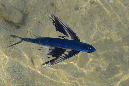 022-1-Fliegender-Fisch-(Exocoetidae)-02-01-90