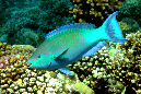 151-0-Gruenbuerzel-Papageifisch-2012-01-01-90