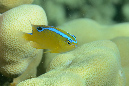 207-0-Einfleck-Demoiselle-juv-2012-02-01-90