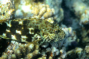 209-0-Riesen-Korallenwaechter-2012-04-01-90