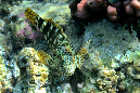 209-1-Riesen-Korallenwaechter-2012-06-01-90