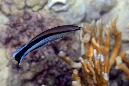 246-0-Putzerlippfisch-2012-01-01-90