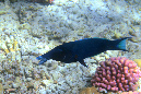 247-0-Vogellippfisch-2012-05-01-90