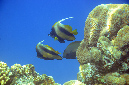 250-1-Korallenriff-2012-25-01-90