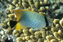 255-0-Sparren-Falterfisch-2012-03-01-90