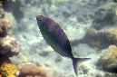 307-1-Silber-Kaninchenfisch-2012-07-01-90%20(1)