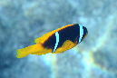 310-0-Rotmeer-Anemonenfisch-2012-11-01-90