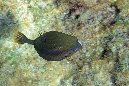 400-2-Arabischer-Kofferfisch-2012-11-01-90