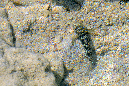 440-1-Familien-Sandgrundel-(Gnatholepis%20cauerensis%20cauerensis)-2012-07-01-90