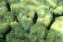 520-0-Korallen-Kamm-Muschel-2012-01-01-90