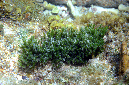 702-0-Schwammalge-(Codium%20sp.)-2012-02-01-90