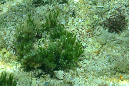 702-1-Schwammalge-(Codium%20sp.)-2012-04-01-90