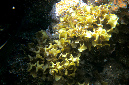 705-1-Dornen-Kelp-2012-01-01-90