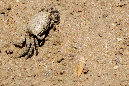 725-1-Winkerkrabbe-(Ocypodidae)-2012-03-01-90