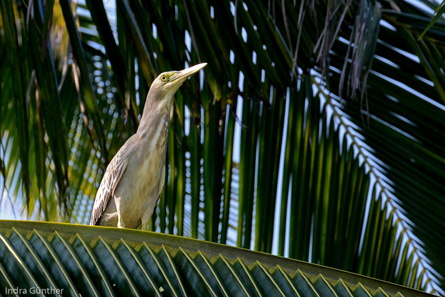 Mangrovereiher (Butorides striata albolimbata) juv. / Kuredu, Lhaviyani Atoll, Malediven 2013