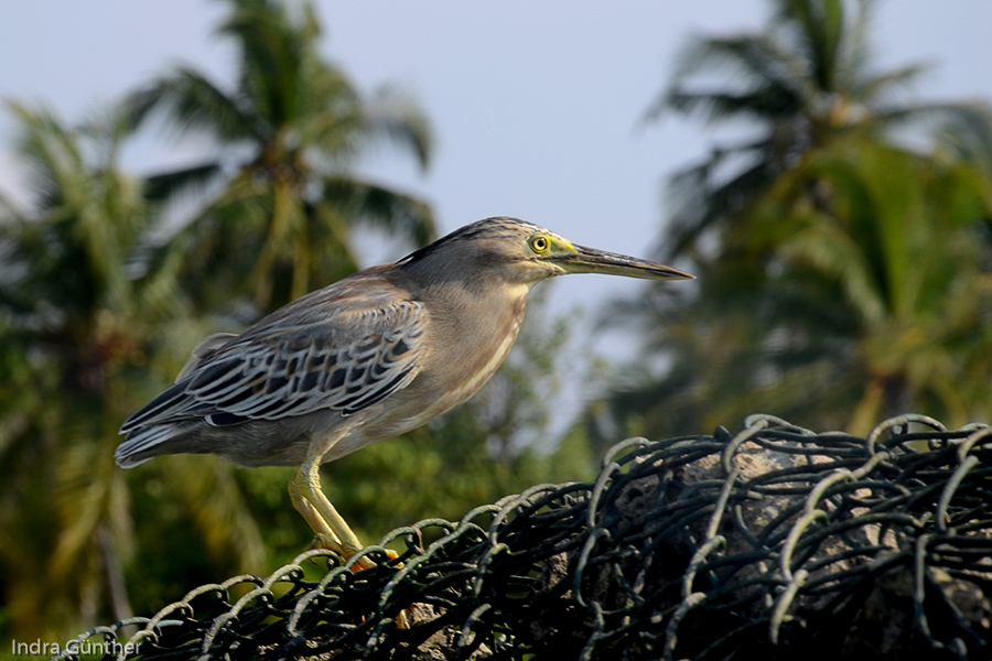 Mangrovereiher (Butorides striata albolimbata) juv. / Kuredu, Lhaviyani Atoll, Malediven 2013