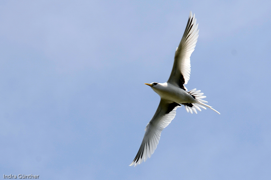 Malediven Lhaviyani Atoll, Kuredu, Weissschwanz-Tropikvogel (Phaeton lepturus)