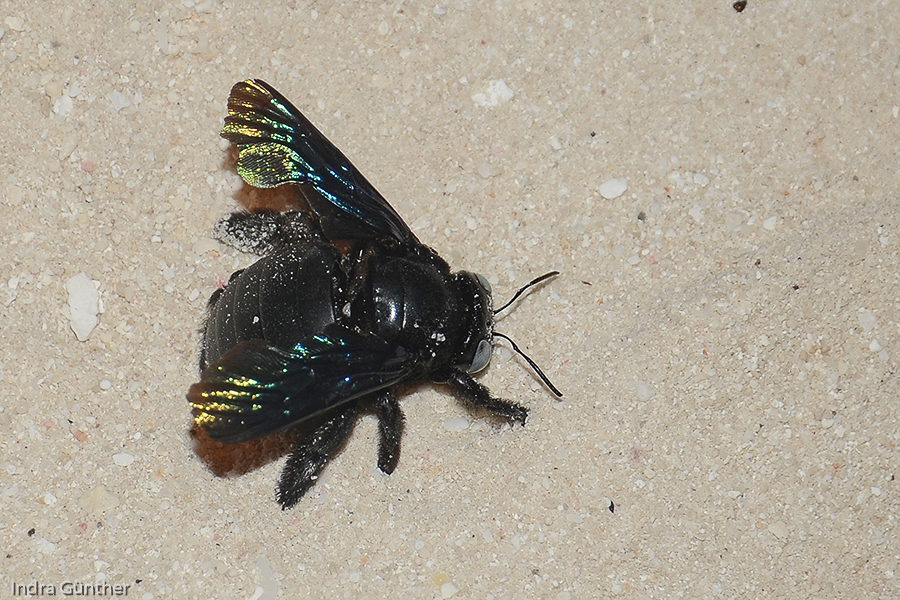 Holzbiene (Xylocopa sp.) / Malediven Lhaviyani Atoll, Kuredu, 2013
