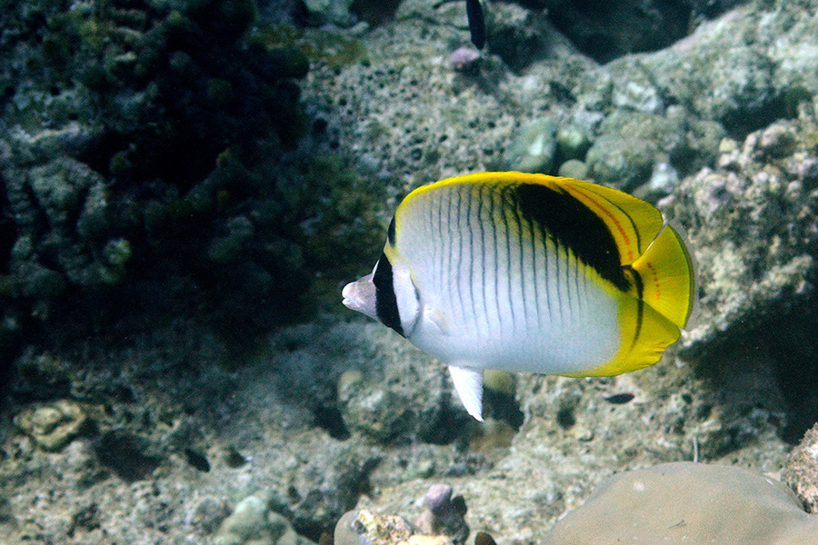 232-0-Falscher%20Riesenfalter-(Chaetodon%20oxycephalus)-01-01-90