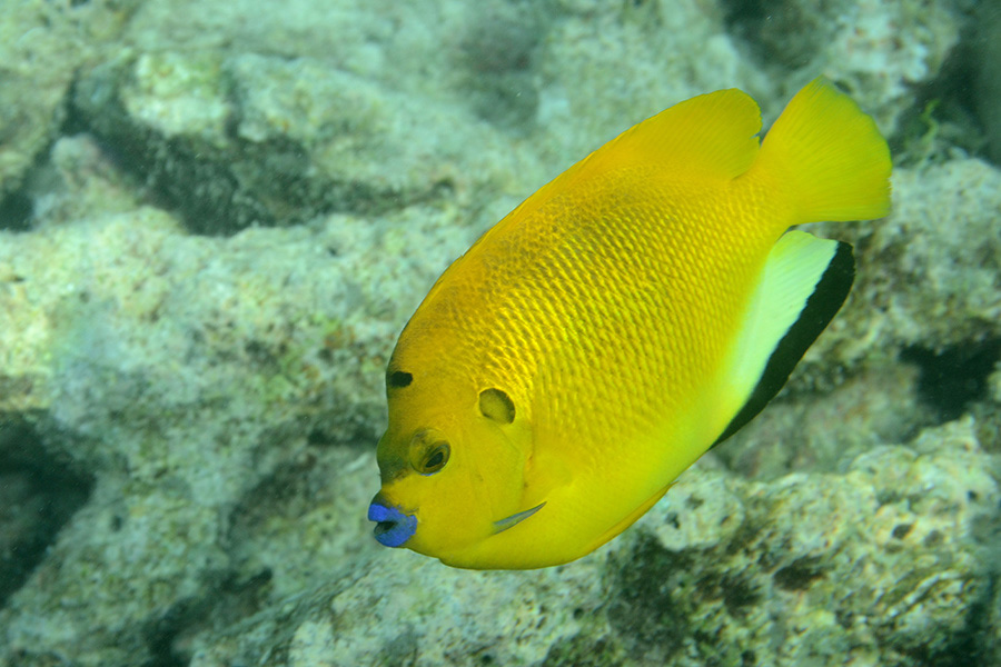 267-Dreipunkt-Kaiserfisch-b-07-01-90