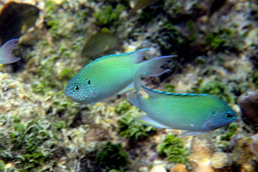 304-Chromis-viridis-01-03-90